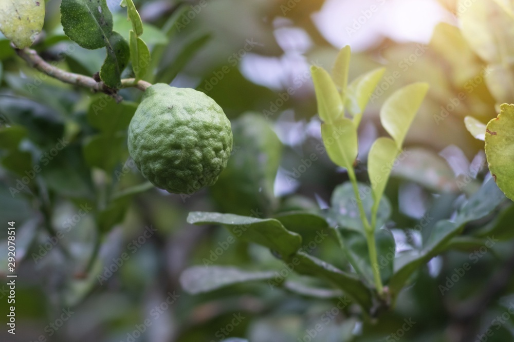 Fototapeta premium Fresh green bergamot (Kaffir Lime) fruits hanging on the tree with sunlight.