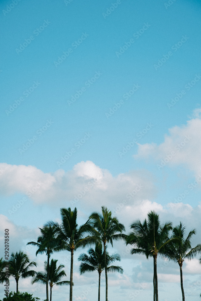 palm trees and sky with clouds