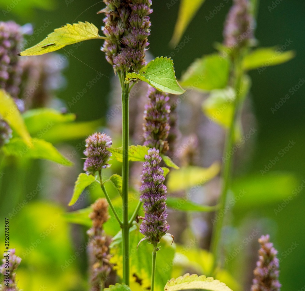 branch of lilac branch of lilac