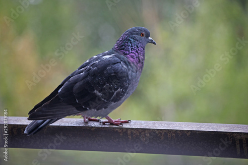 pigeon wild bird tree background  © jonicartoon