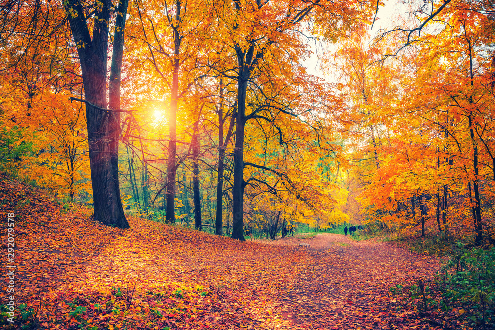 Fototapeta premium Bright trees in the autumn park at sunset