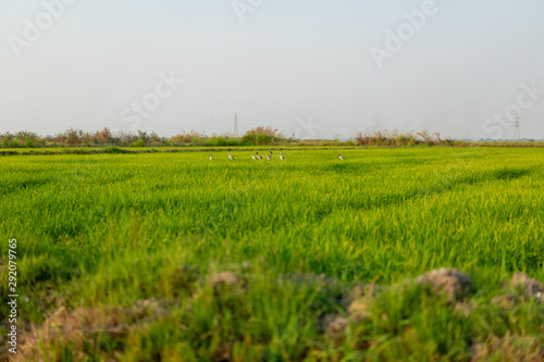 Beautiful rice fields and local white bird walking around organic rice fields and looking for shell food. Green rice field in country side of Thailand