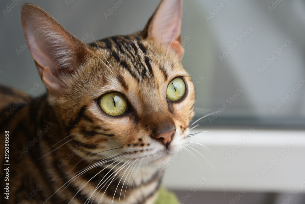 portrait of a beautiful cat, close-up, Bengal cat