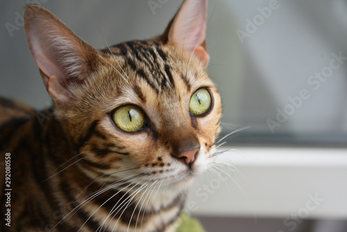 portrait of a beautiful cat, close-up, Bengal cat