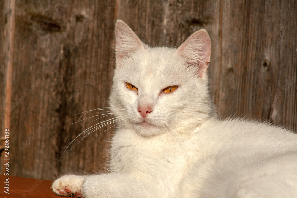 cat with yellow eyes cat with yellow eyes