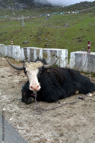 Domesticated Yak