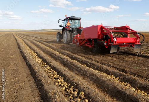 Mechanical harvesting of potatoes on the field