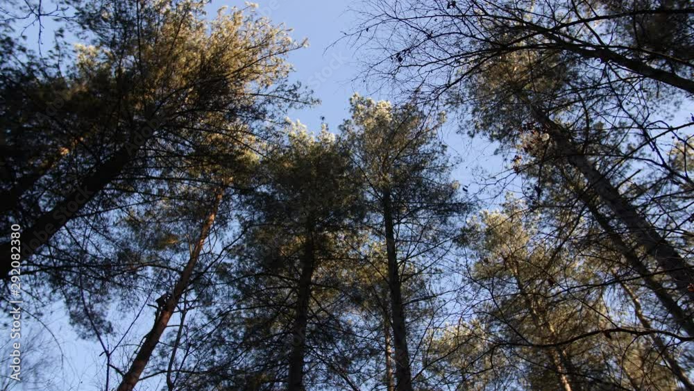 4K Dolly shot looking up at tall pine straight trees and sky, in Sherwood forest England UK Europe 4K Dolly shot looking up at tall pine straight trees and sky, in Sherwood forest England UK Europe