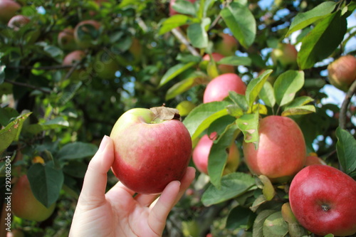 harvesting red apples in the garden