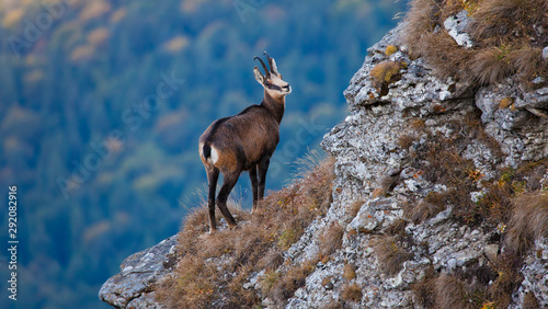 chamois wild goat in mountain landscape looking down photo
