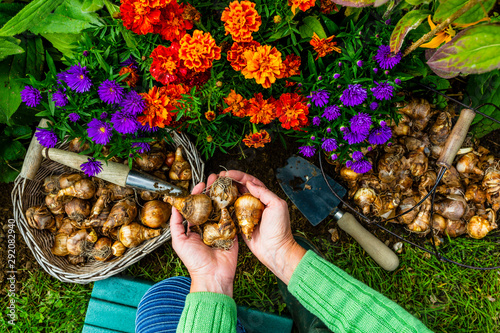 Fototapeta Naklejka Na Ścianę i Meble -  The gardener plants daffodil bulbs in the autumn garden.