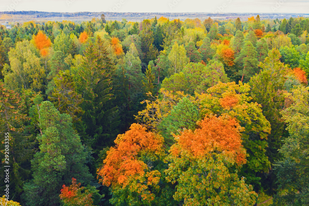 Perspective aerial view above colourful forest beautiful bright crowns of trees in the autumn season. Perspective aerial view above colourful forest beautiful bright crowns of trees in the autumn season.