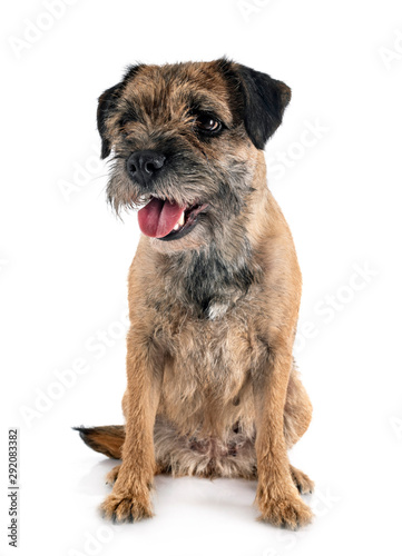 young border terrier © cynoclub