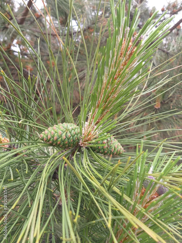 Cones pine, green natural background
