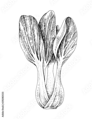 Hand drawn bok choy isolated on white background