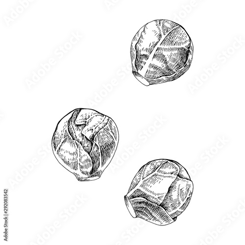 Hand drawn brussels sprouts cabbage isolated