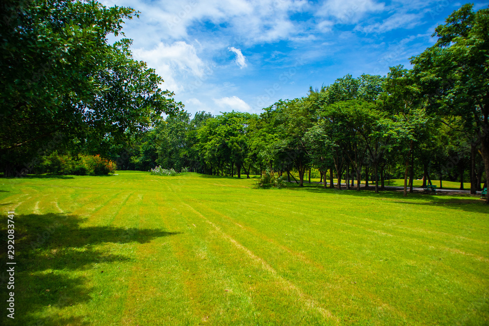 Lush green trees blue sky in the afternoon at chatuchak railway park