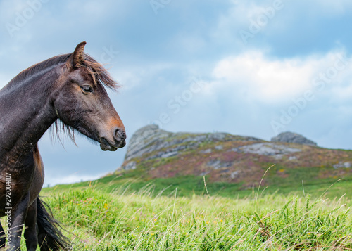 Dartmoor pony photo