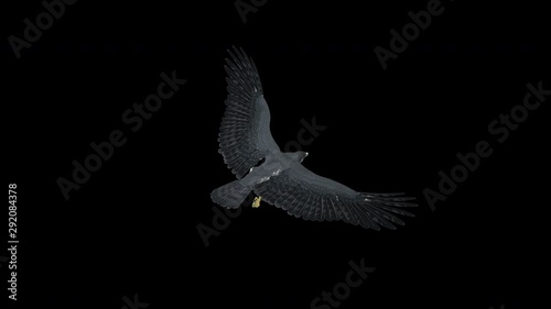 Peregrine Falcon bird of prey flying in loop with alpha channel. Top back angle close-up. Realistic 3D animation isolated on transparent background.