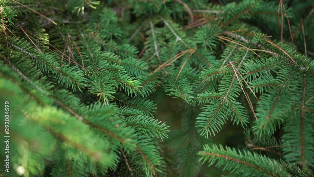 Branches of a young spruce with pine needles fallen on them in a coniferous forest Branches of a young spruce with pine needles fallen on them in a coniferous forest