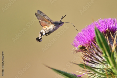 butterfly, Macroglossum stellatarum