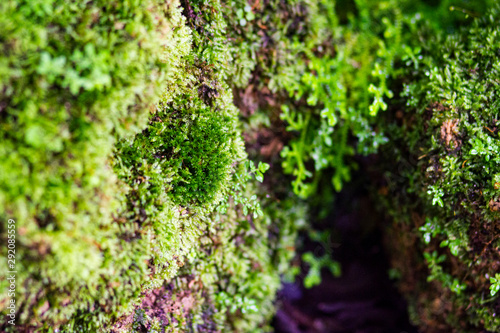 Beautiful bright green moss grows, covers the rugged rocks and on the forest floor.Rocks full of the moss texture in nature for wallpaper.