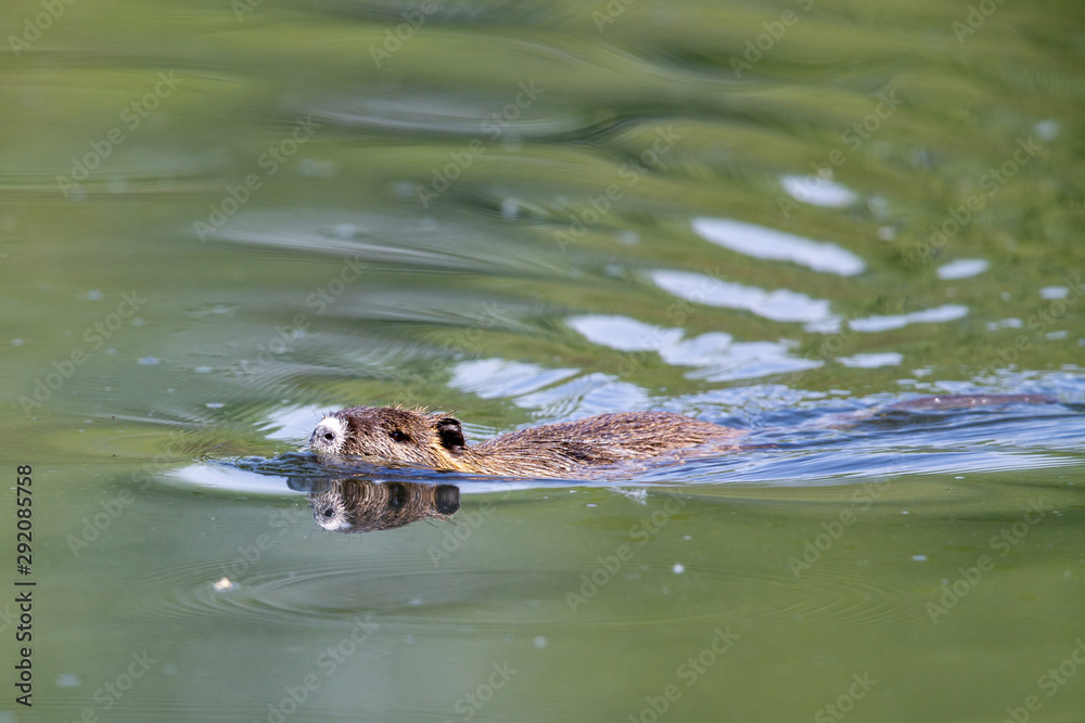 Nutria (Myocastor coypus) swimming in a lake in the nature protection area Moenchbruch near Frankfurt, Germany. Nutria (Myocastor coypus) swimming in a lake in the nature protection area Moenchbruch near Frankfurt, Germany.