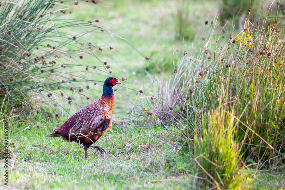 Fototapeta premium Common pheasant (Phasianus colchicus) cock on a meadow on Juist, East Frisian Islands, Germany.
