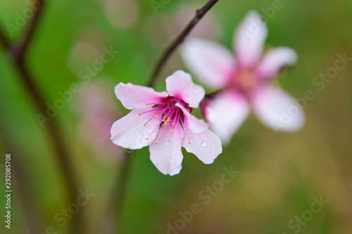 アーモンドの花