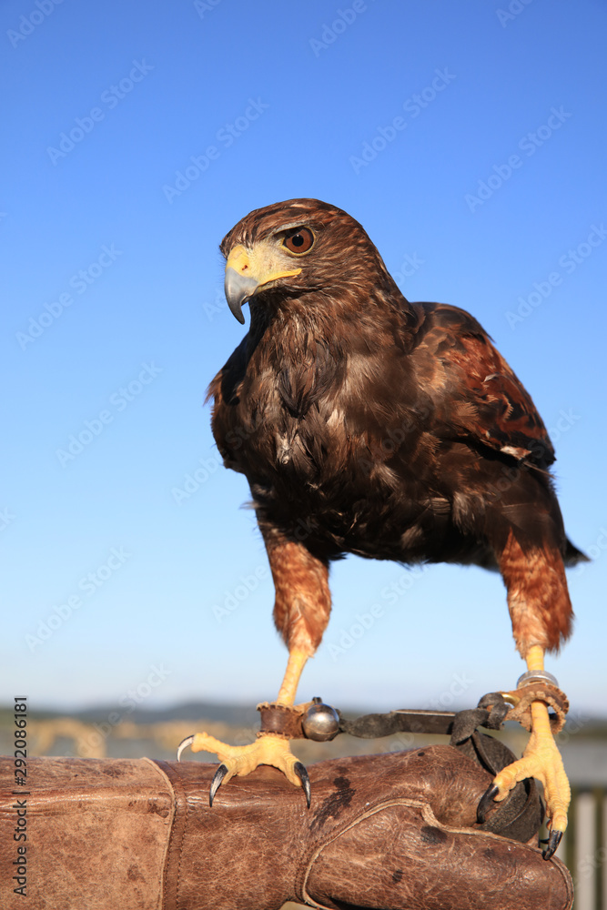 Wüstenbussard (Parabuteo unicinctus) Wüstenbussard (Parabuteo unicinctus)