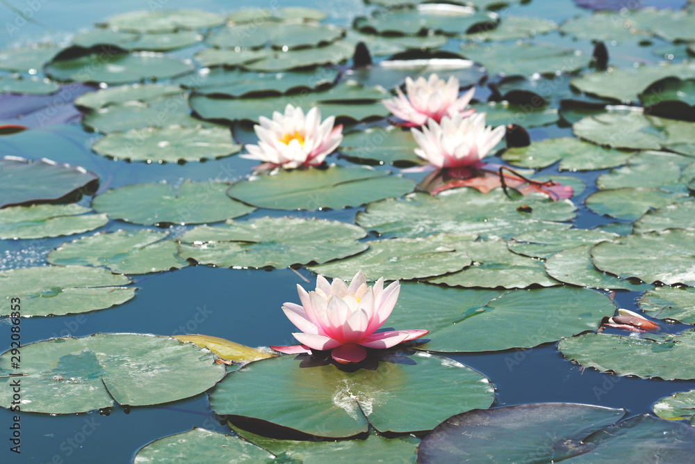 Una pianta acquatica che vive di preferenza nelle acque ferme o a lento decorso, è radicante e perenne, ed è particolarmente resistente e si propaga con facilità tanto che in certi casi viene consider Una pianta acquatica che vive di preferenza nelle acque ferme o a lento decorso, è radicante e perenne, ed è particolarmente resistente e si propaga con facilità tanto che in certi casi viene consider