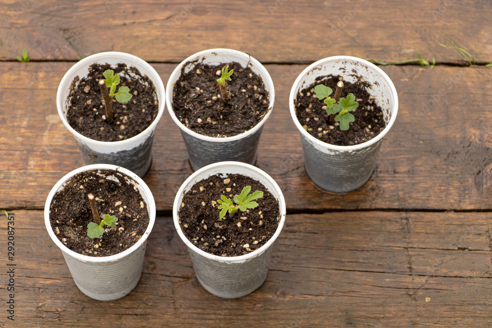 Young fig trees propagated by cuttings. Growing fig trees concept Young fig trees propagated by cuttings. Growing fig trees concept