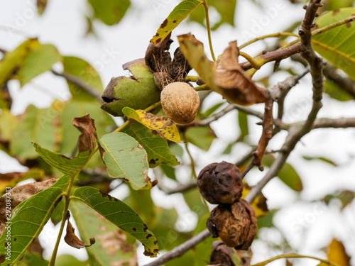 Juglans regia | Noix matures dans leur coque, fruit du noyer dans leur enveloppe ou péricarpe ouvert transformé en brou éclaté en début d'autome.