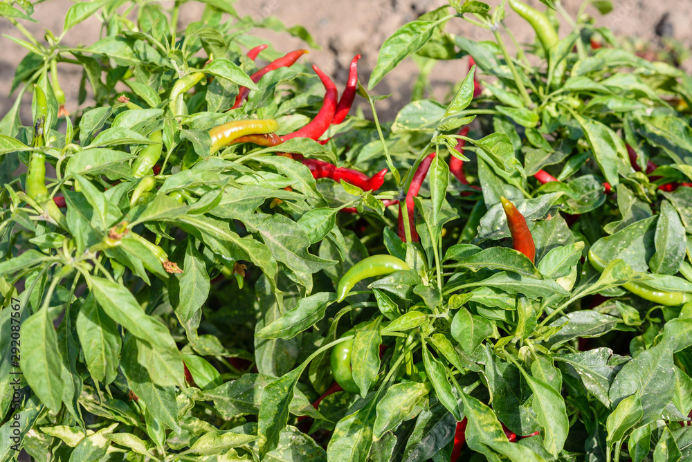 Bird`s eye chili grow in the garden. Red and green chilies growing in a vegetable  garden. Ready for harvest.