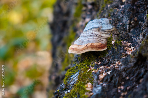 mushroom on a tree in the autumn forest.