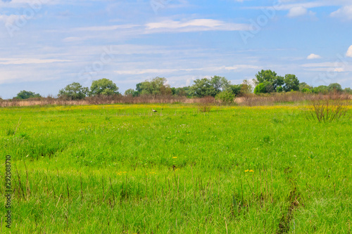 Spring landscape with green meadow  sky and trees