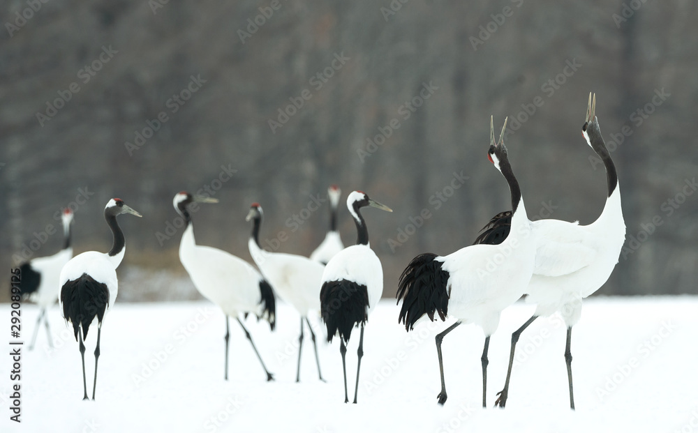 Obraz premium Dancing Cranes. The ritual marriage dance of cranes. The red-crowned crane. Scientific name: Grus japonensis, also called the Japanese crane or Manchurian crane, is a large East Asian Crane.