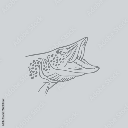 pike fish image