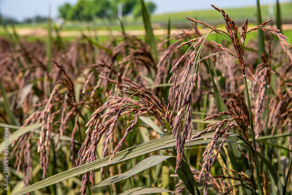 Purple sable rice paddy growing in autumn rice field Purple sable rice paddy growing in autumn rice field