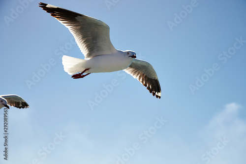 seagull in flight