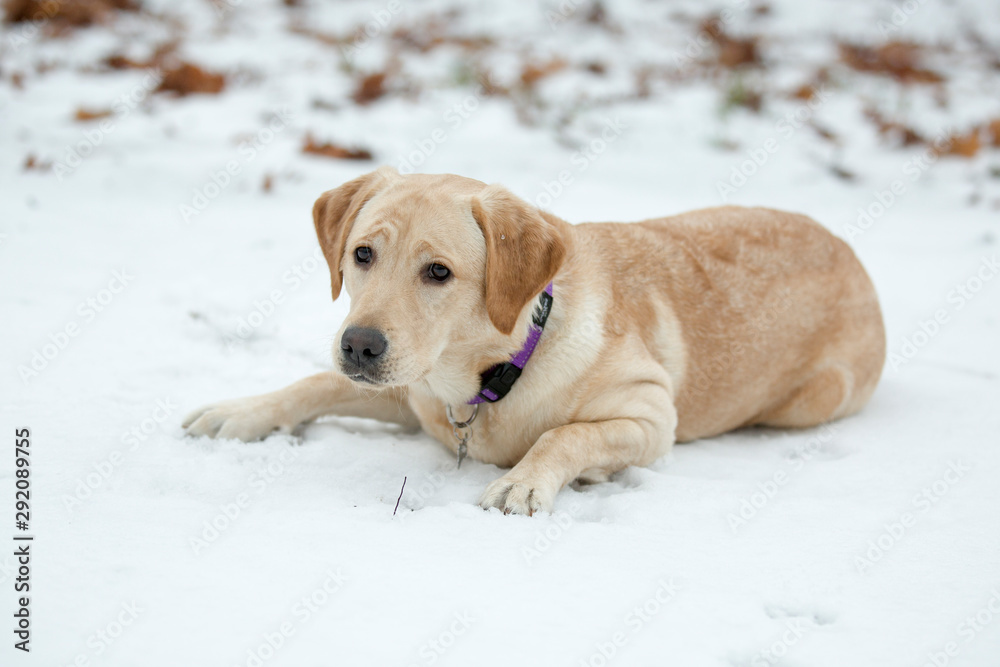 Labrador retriever in the snow