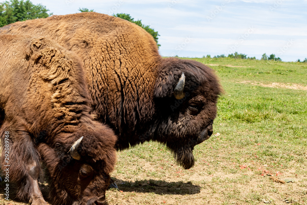 European bison herd and young calf (Bison bonasus) in the meadow. European bison herd and young calf (Bison bonasus) in the meadow.