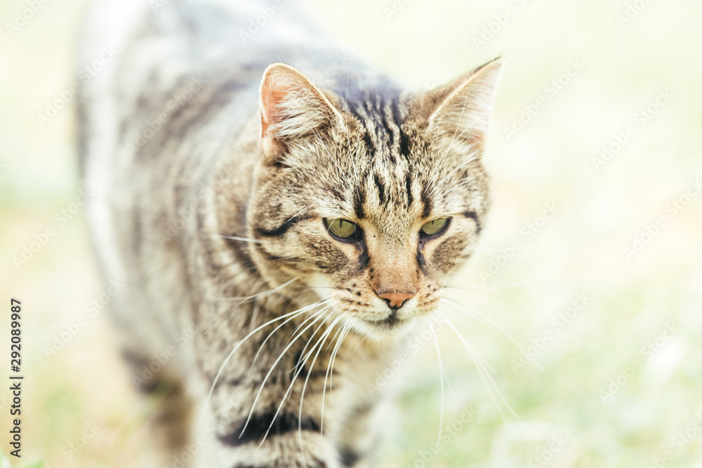Tabby cat in autumn dry grass
