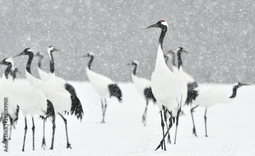 Japanese cranes in snowfall. The red-crowned crane. Scientific name  Grus japonensis  also called the Japanese crane or Manchurian crane  is a large East Asian Crane.
