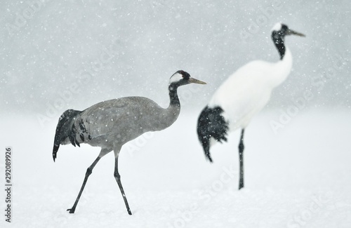 The red-crowned cranes and Eurasian crane. Scientific name: Grus japonensis, also called the Japanese or Manchurian crane, is a large East Asian Crane. Eurasian or common crane (Grus grus)