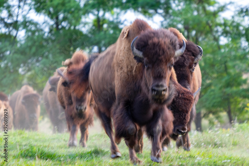  Running European bison herd (Bison bonasus) in the meadow. NOT in Focus 