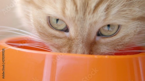 Cute ginger cat is eating cat food from bright orange bowl. Close up slow motion footage of fluffy pet feeding.