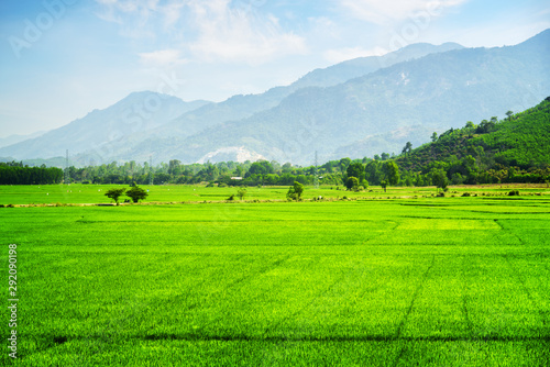 Amazing bright green rice fields in summer