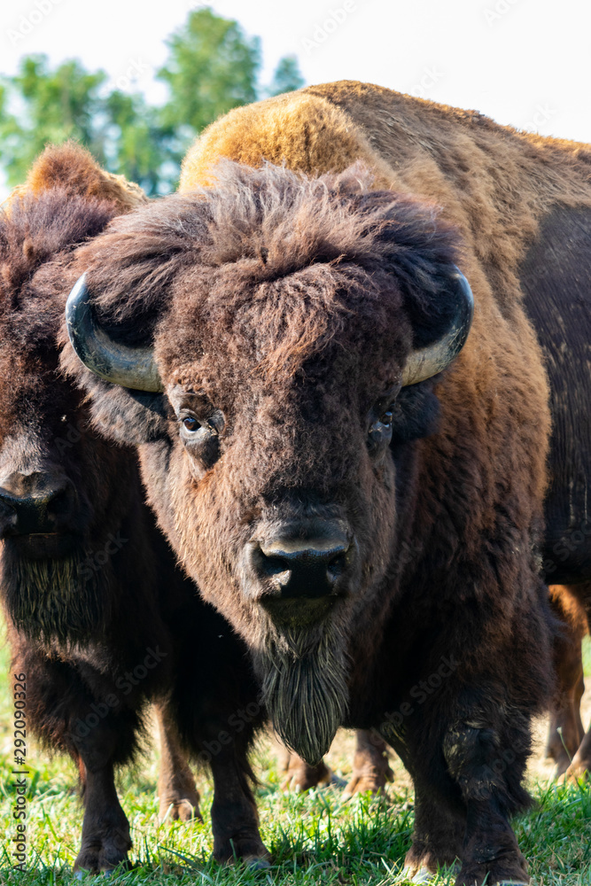 European bison herd and young calf (Bison bonasus) in the meadow. European bison herd and young calf (Bison bonasus) in the meadow.