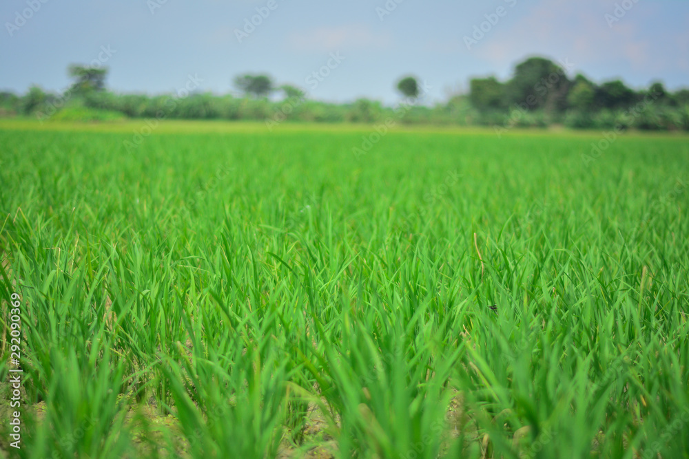 Paddy field with green scene and Beautiful Green background Paddy field with green scene and Beautiful Green background